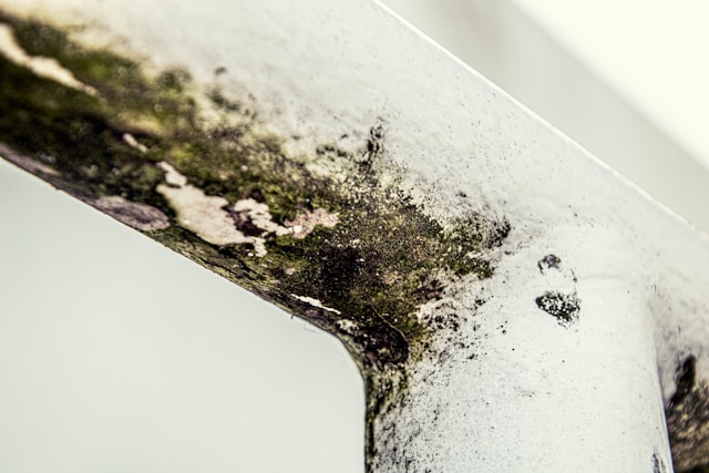 How Professional Pressure Washing Removes Mold, Algae, and Stains Safely